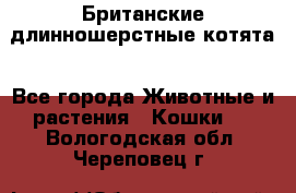 Британские длинношерстные котята - Все города Животные и растения » Кошки   . Вологодская обл.,Череповец г.